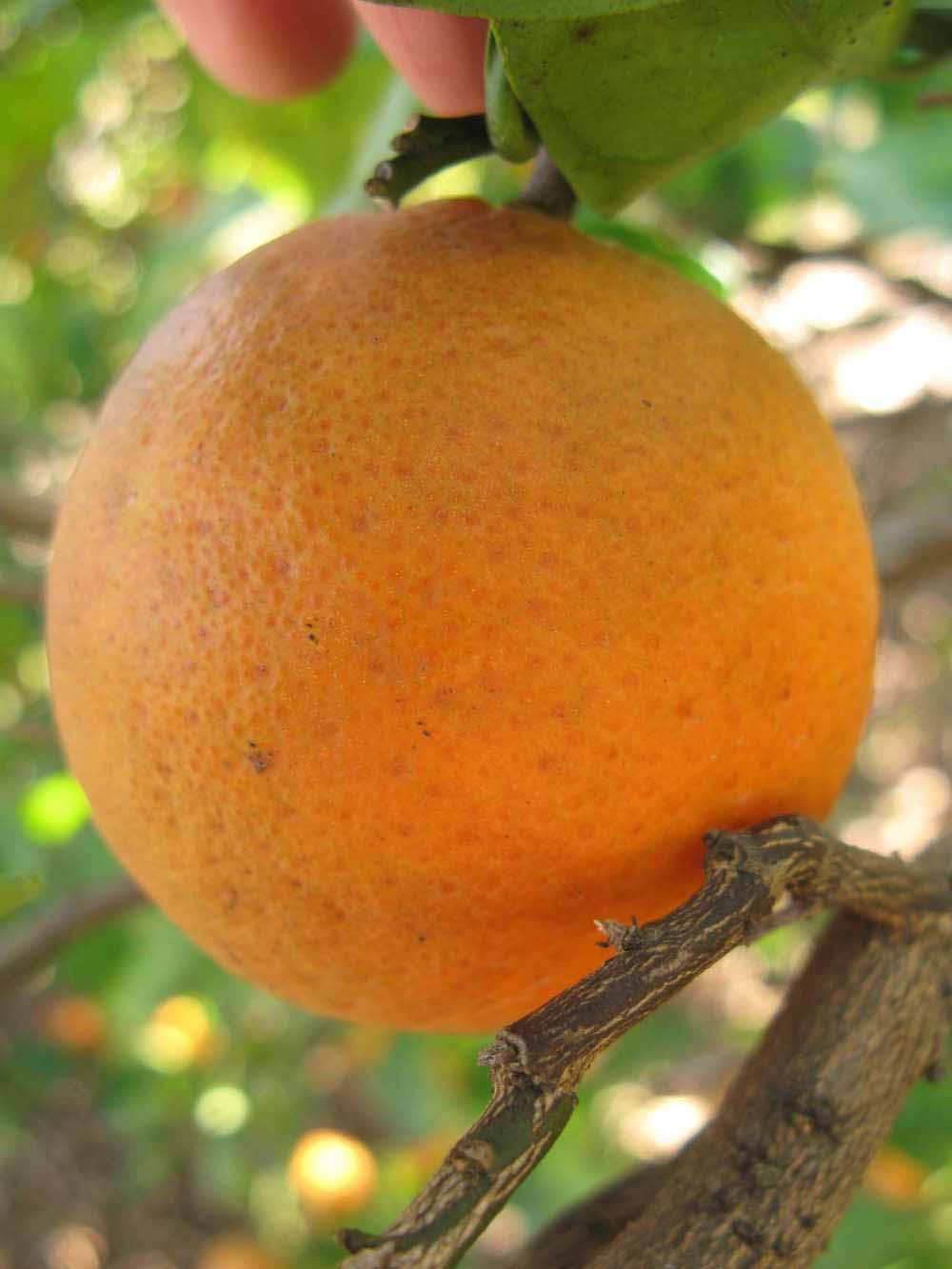            Fruit (Winter Haven, FL)   